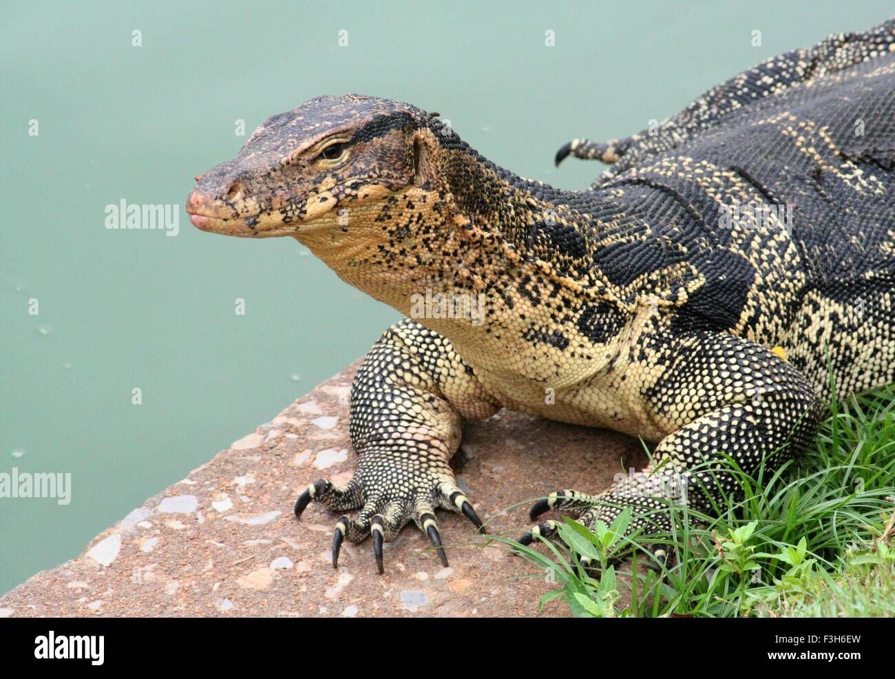 Water monitor lizard (Varanus salvator) basking in Lumpini park in Bangkok, Thailand. Stock Photo