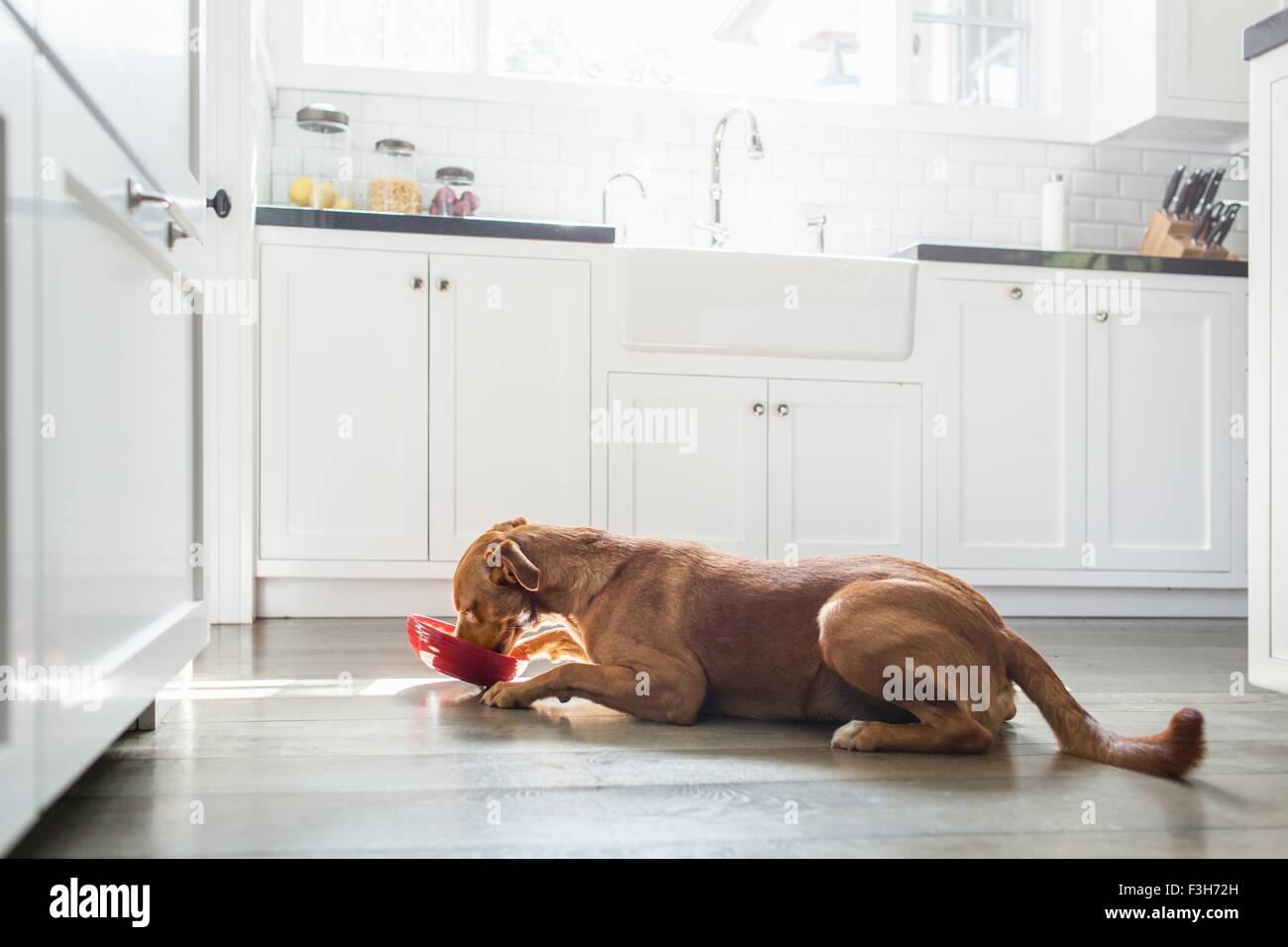 Can A Dog Eat Laying Down