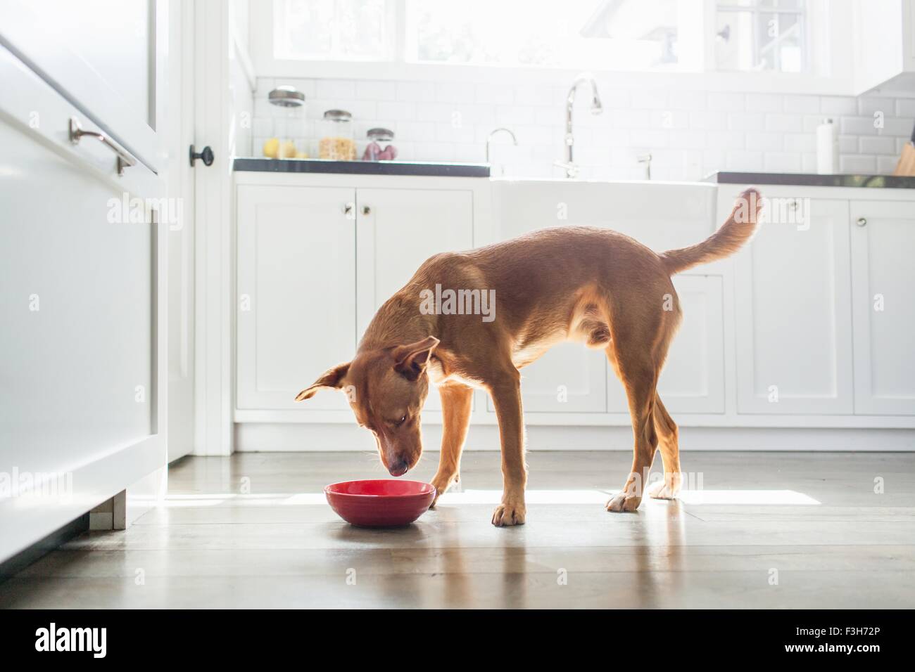 Side View Of Tan Coloured Dog Standing In Kitchen Eating From Red Stock Photo Alamy