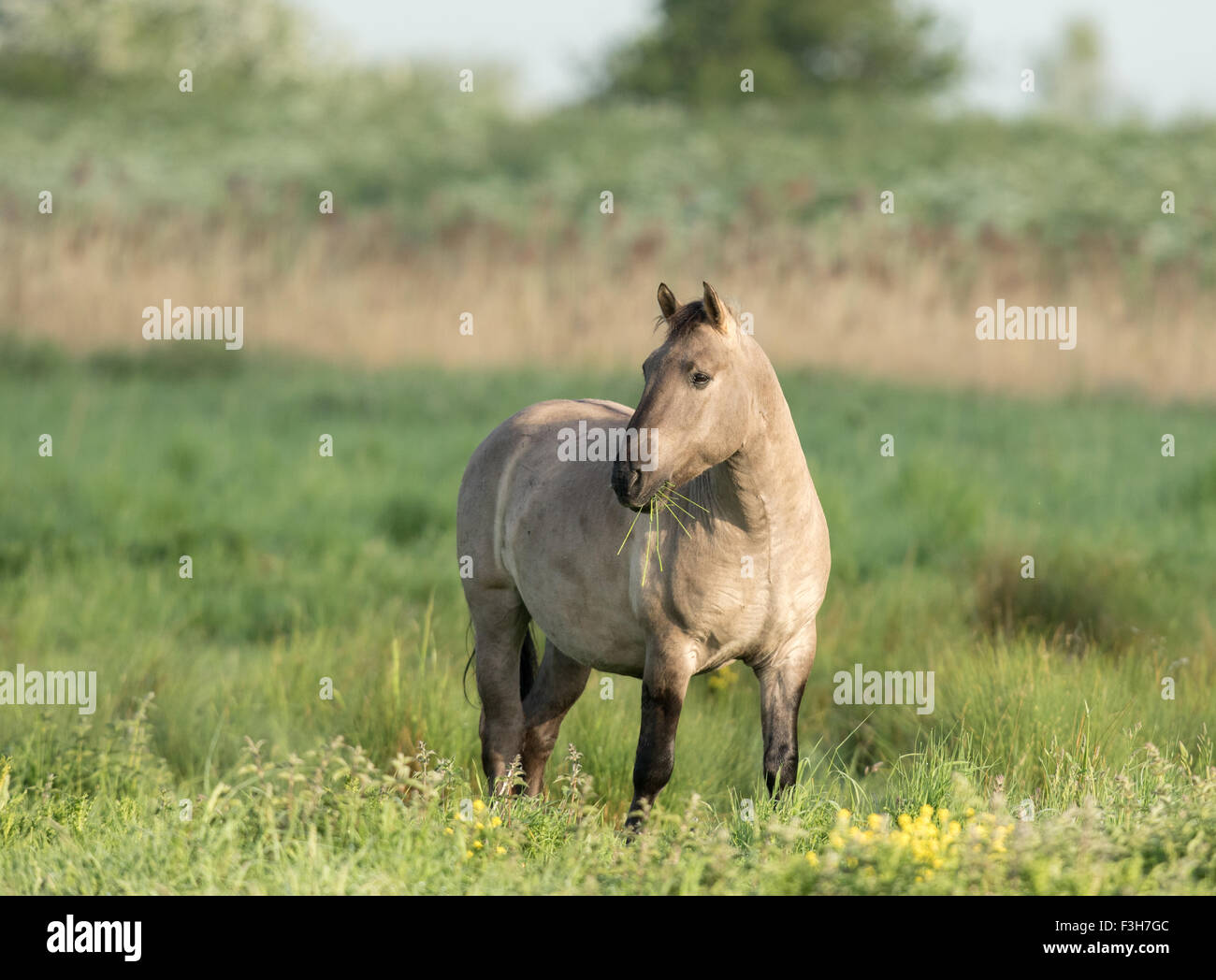 Konik Pony on the Cambridgeshire Fens Stock Photo