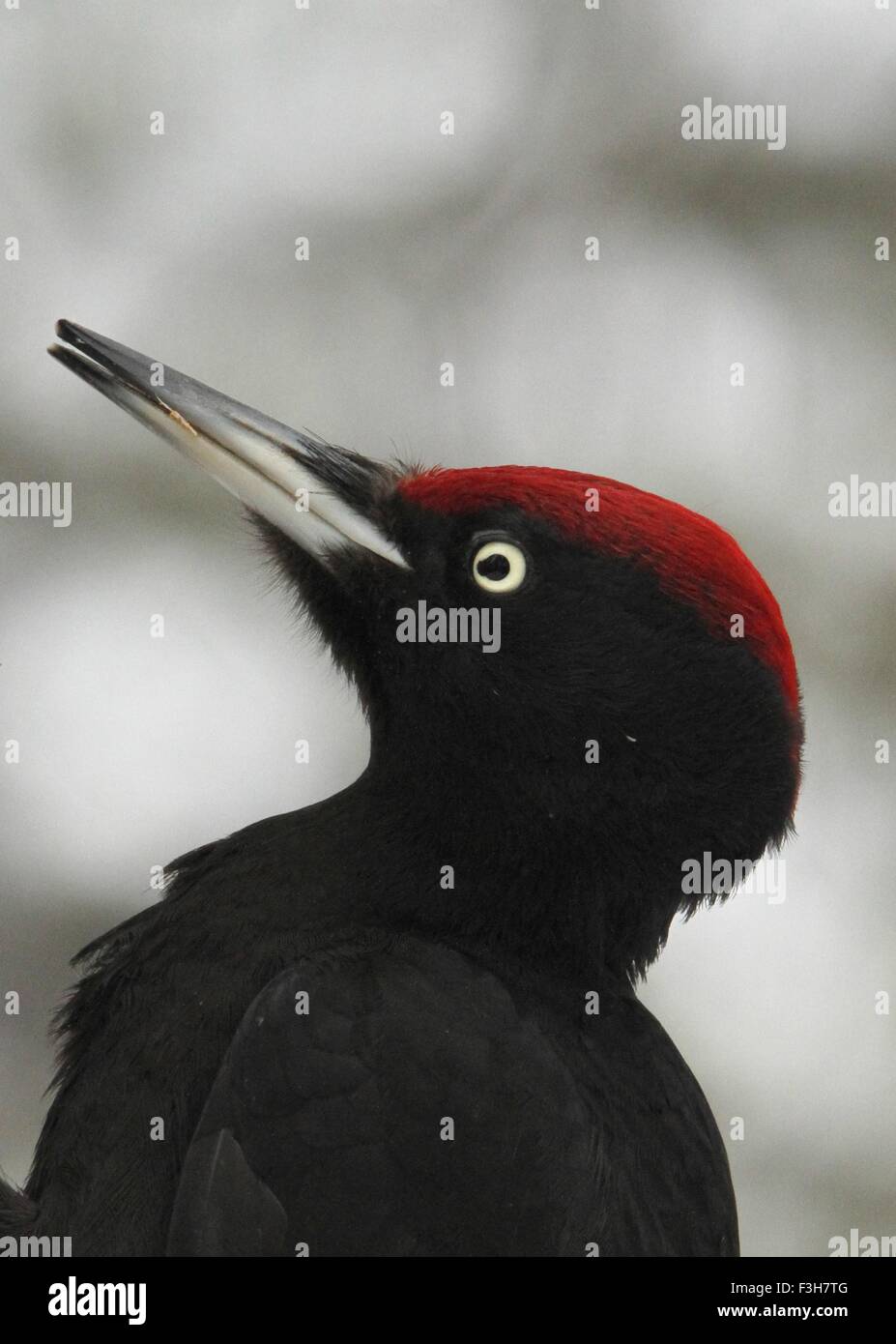 Male Black Woodpecker, Dryocopus martius, in Posio, Finland. Stock Photo