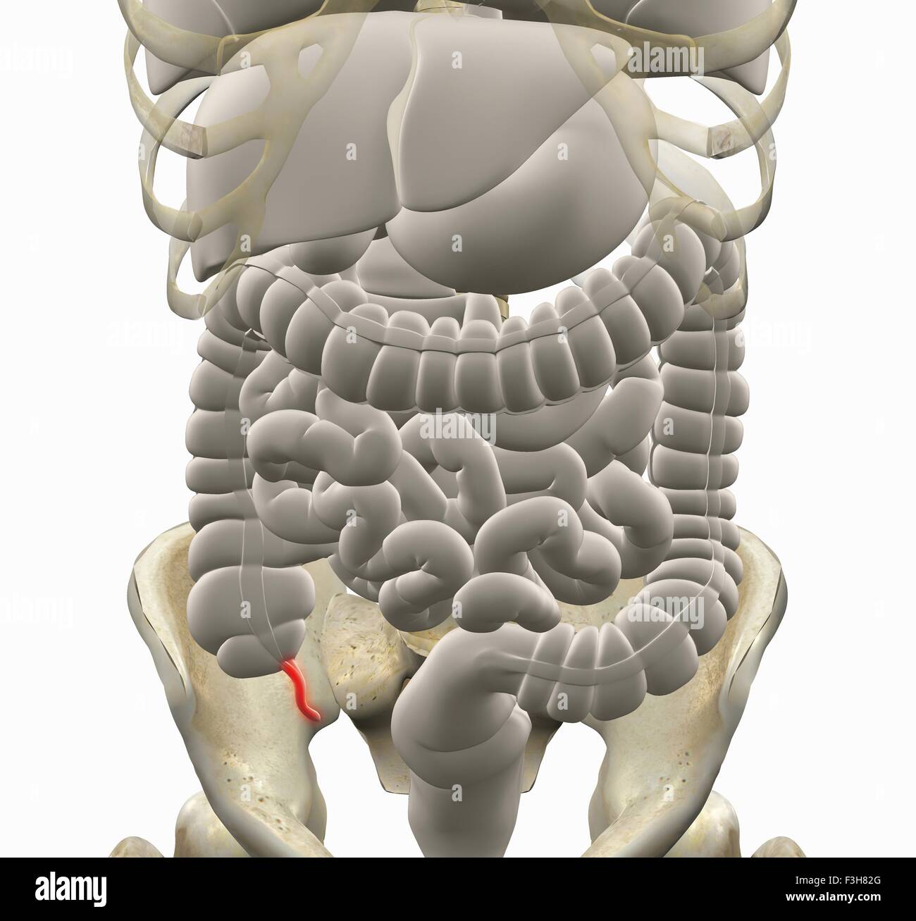 Illustration of gastrointestinal system with the appendix highlighted in red Stock Photo