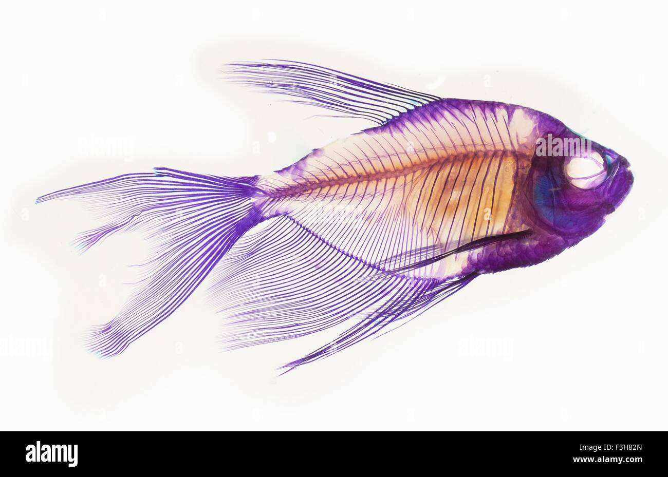 Alizarin staining technique to show the skeletal structure of a black skirt tetra fish Stock Photo