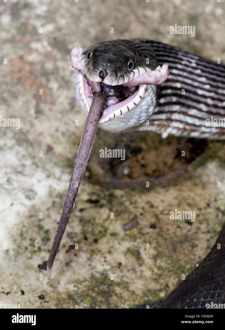 Black rat snake (Pantherophis obsoletus) eating a deer mouse, (Peromyscus) Stock Photo