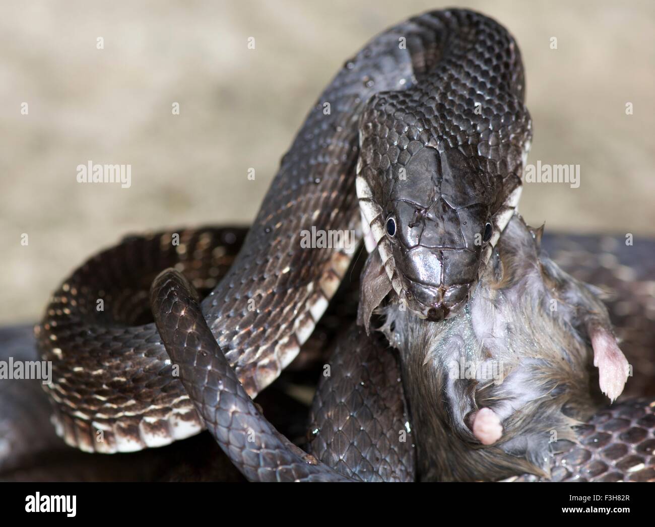 Black rat snake (Pantherophis obsoletus) eating a deer mouse
