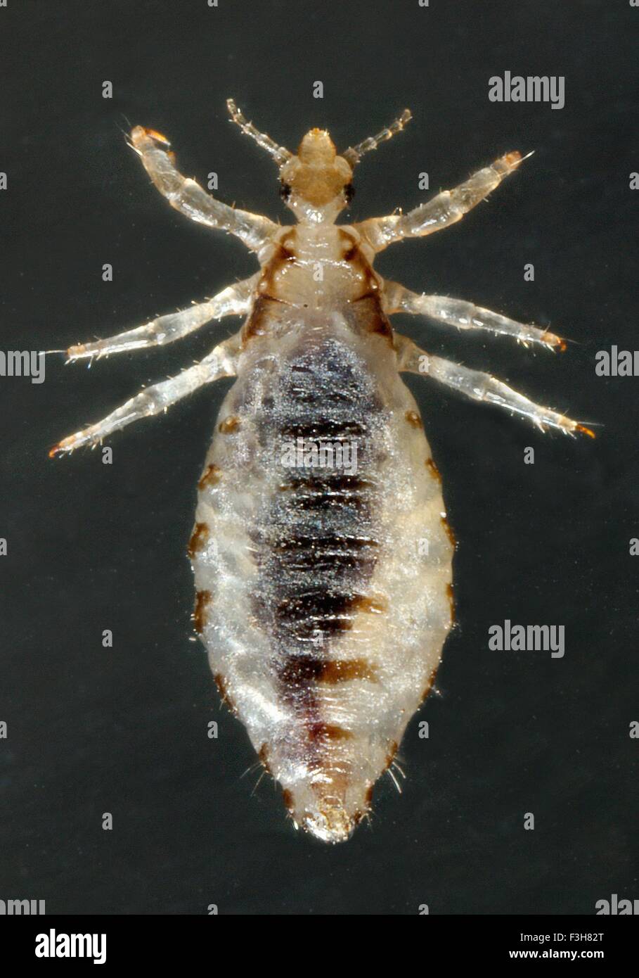 Dorsal male body louse Stock Photo