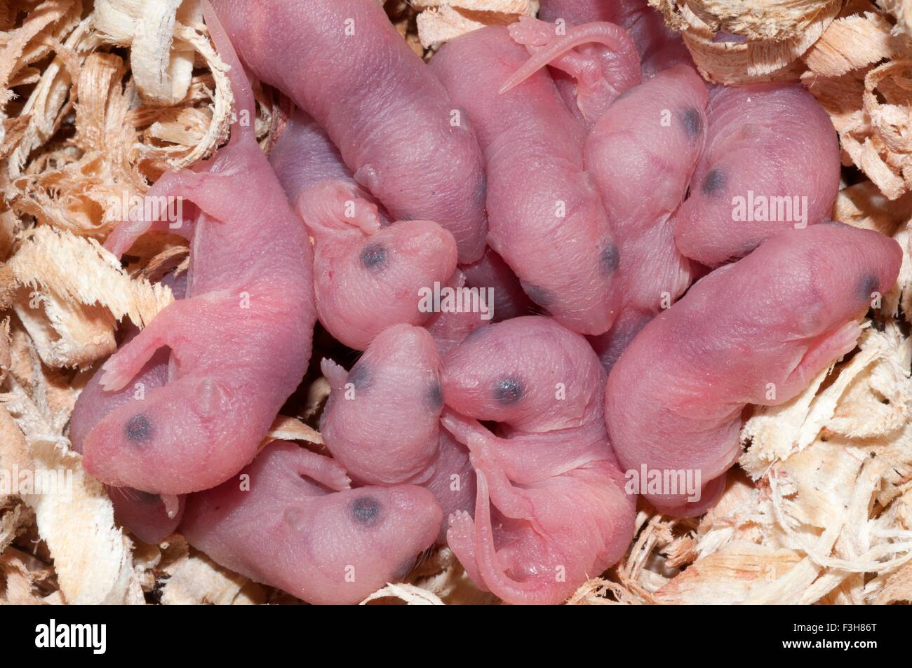 Newborn baby white mice in a nest made of wood shavings Stock Photo