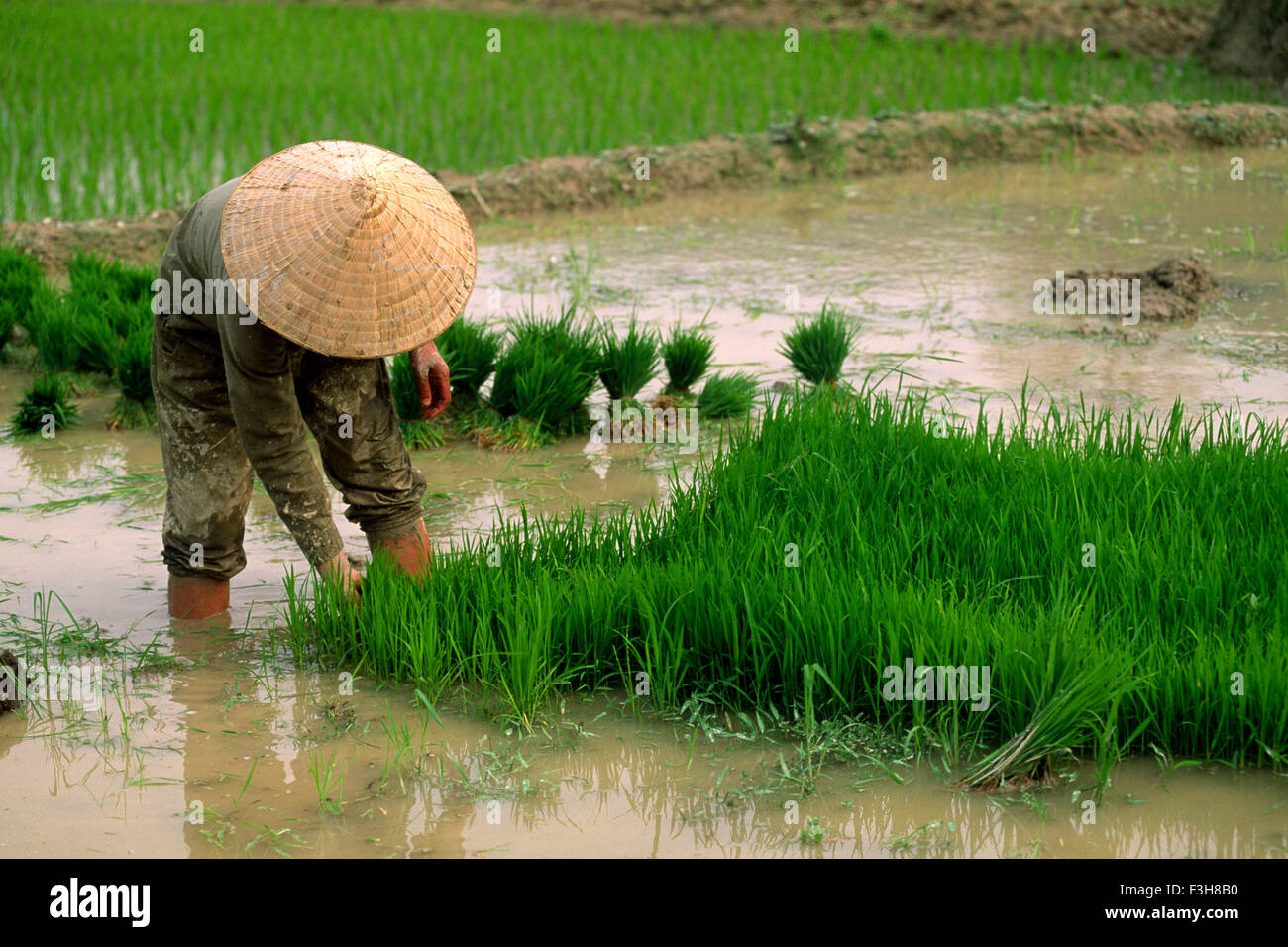 Vietnam, Ha Giang province, Yen Minh, rice fields Stock Photo