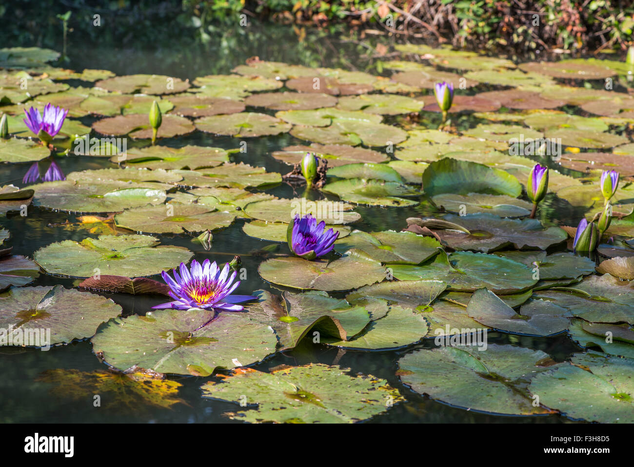 Water lilies on a pond Stock Photo