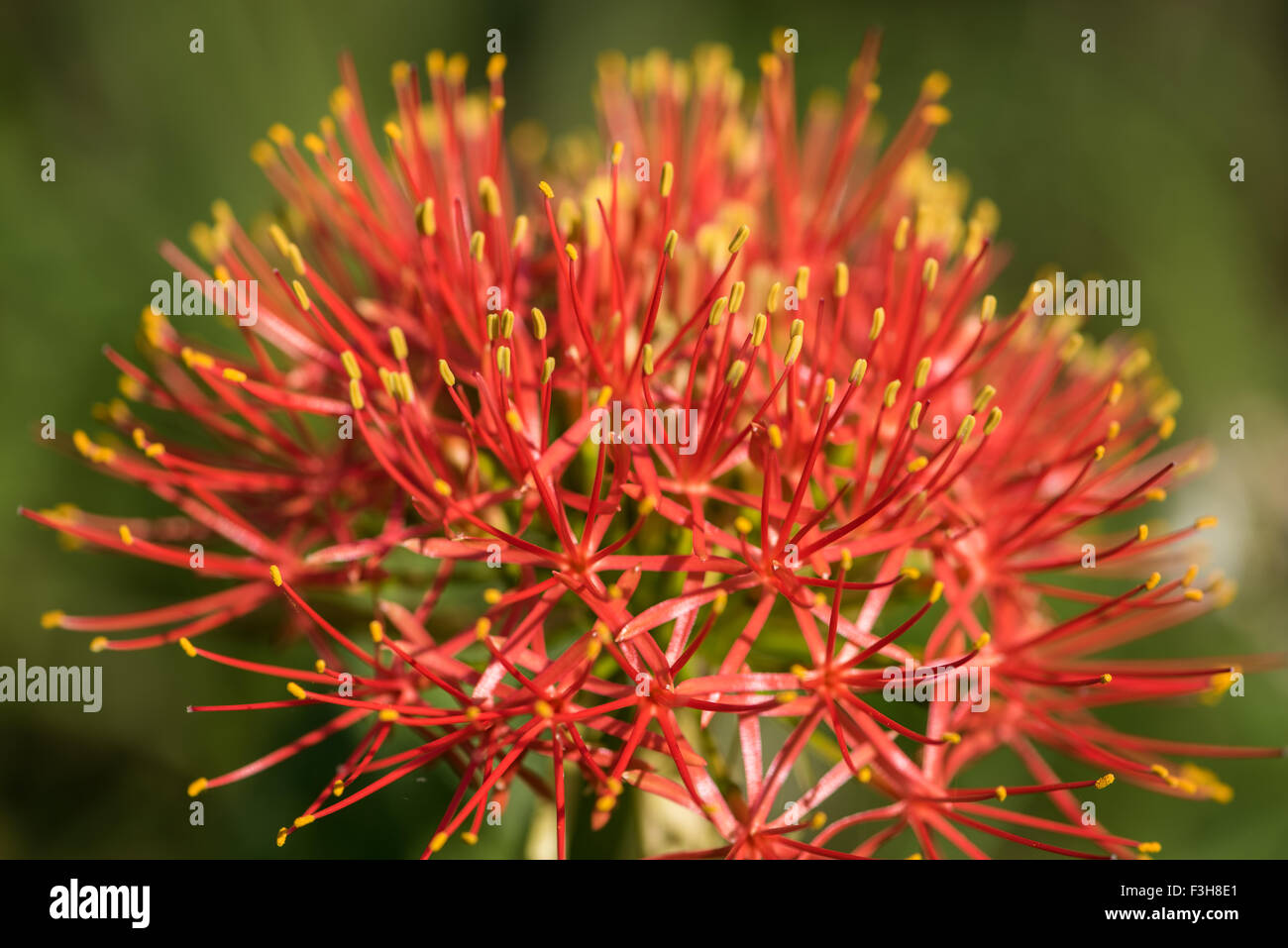 Fire-ball lily flowering in the Lowveld National Botanical Garden Stock Photo