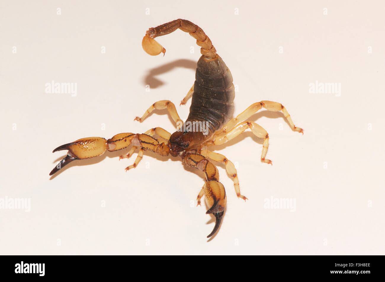 Scorpion found in Riverside, California, identified as Anuroctonus pococki, in the family Iluridae Stock Photo