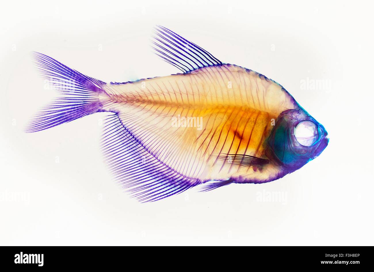 Alizarin red bone stain anatomical fish skeleton preparation of a white finned tetra Stock Photo