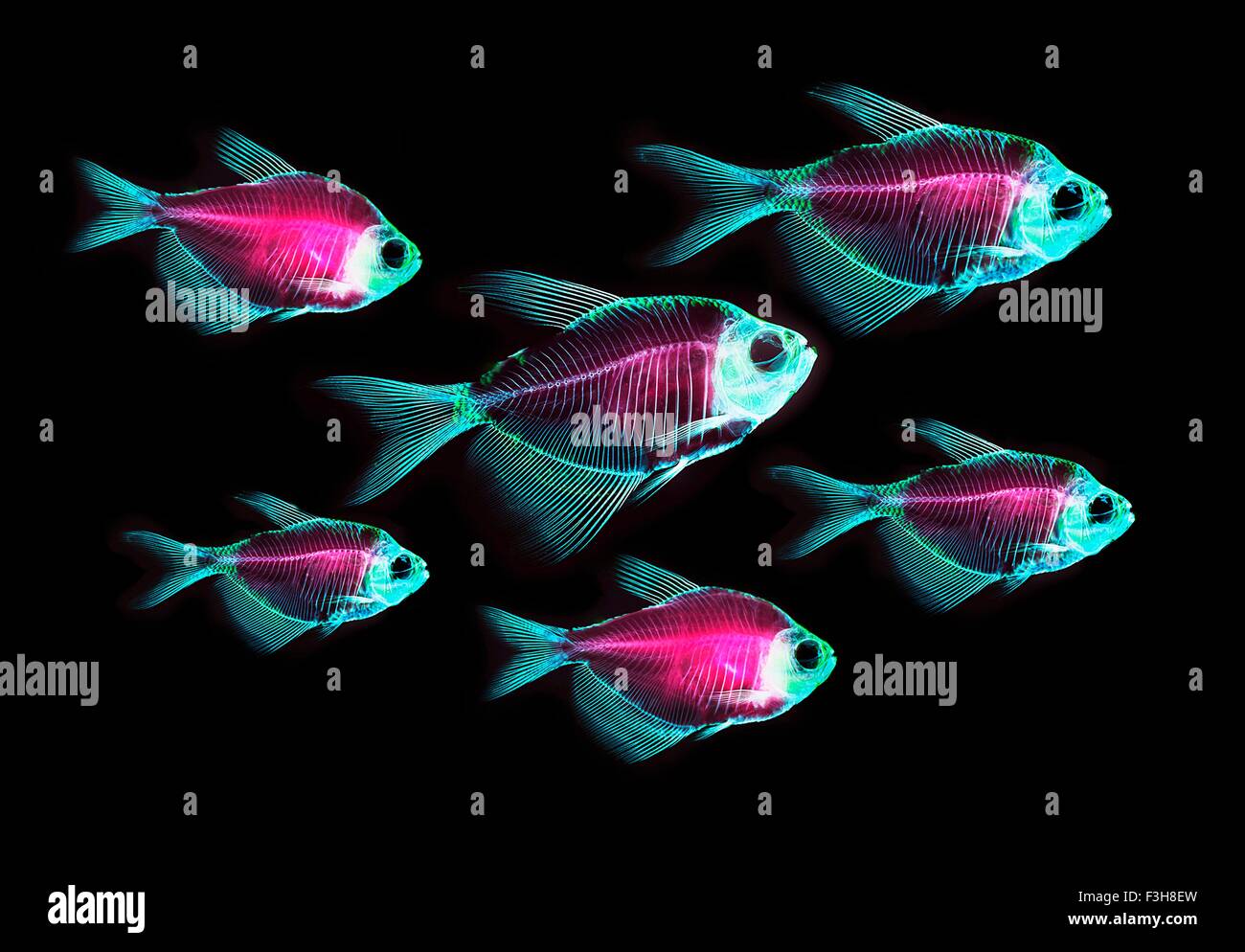 Alizarin red bone stain anatomical fish skeleton preparation of a white finned tetra Stock Photo