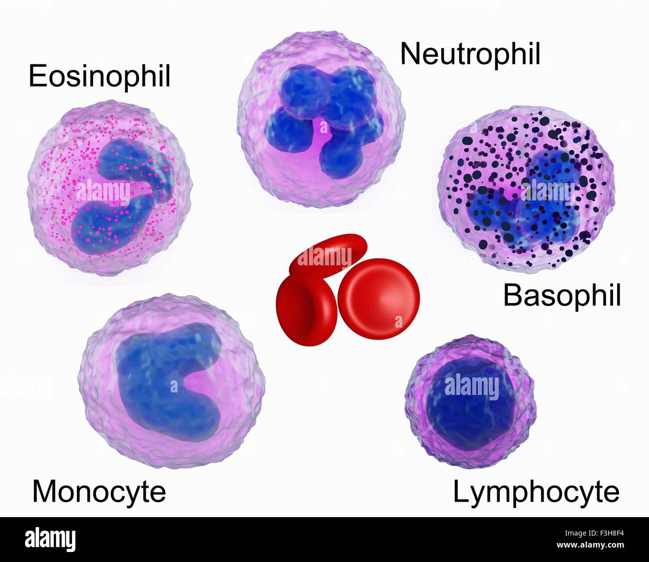Illustration of blood cells, showing an eosinophil, neutrophil, basophil, monocyte, lymphocyte and red blood cells Stock Photo