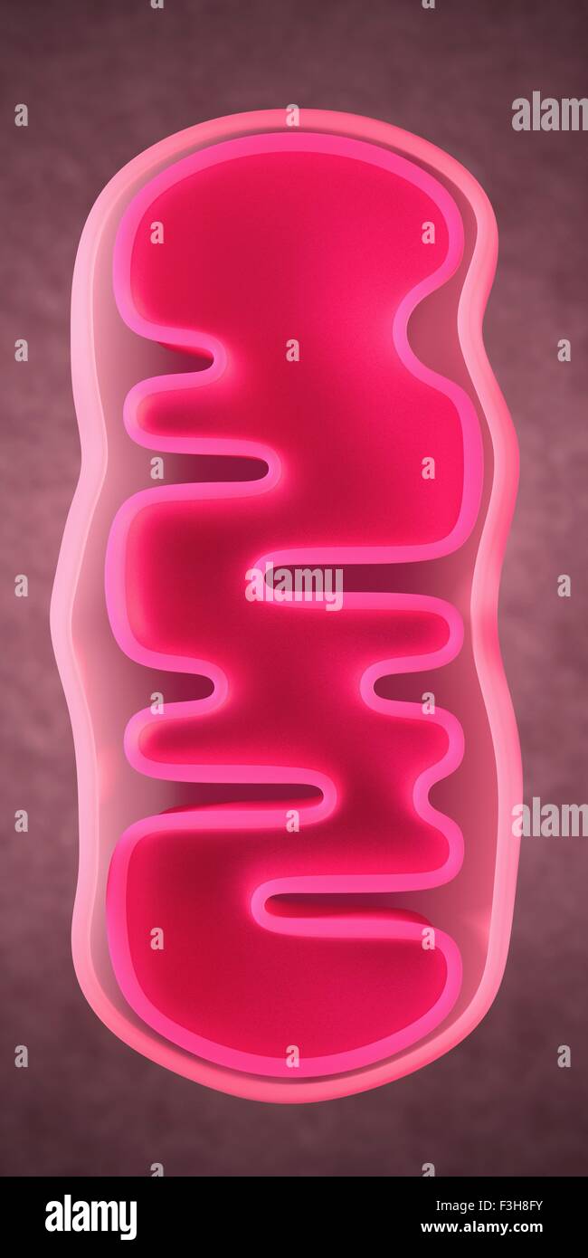 3d illustration of a mitochondrion Stock Photo - Alamy