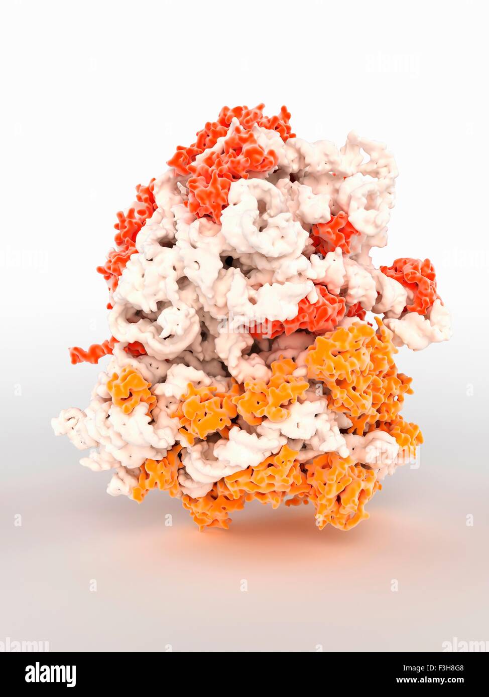 3D computer graphic model of a ribosome Stock Photo