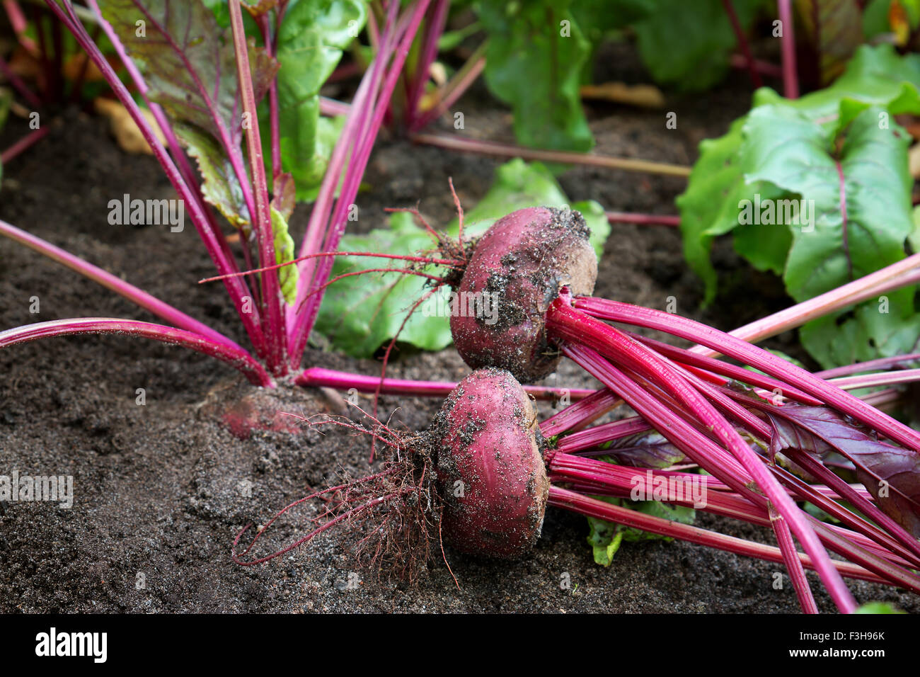 Beetroot in the ground Stock Photo