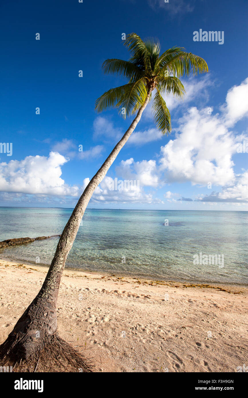 Palm tree silhouette on sandy hi-res stock photography and images - Alamy