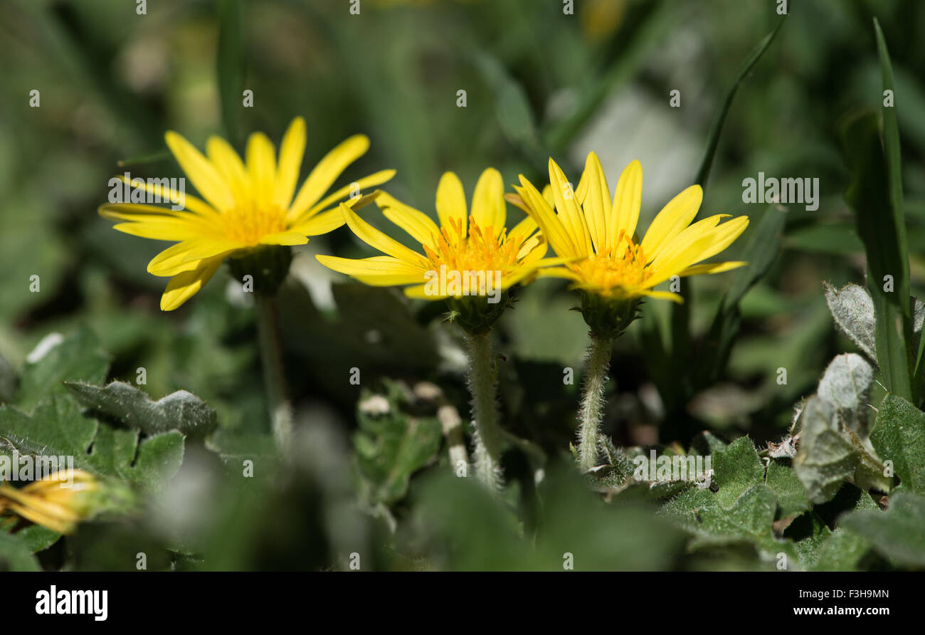 Yellow flowers of a common weed in South Africa Stock Photo Alamy