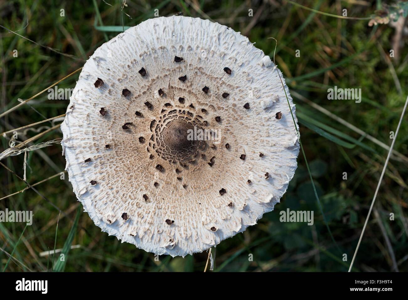 Overhead close up of white spotted mushroom in grass Stock Photo