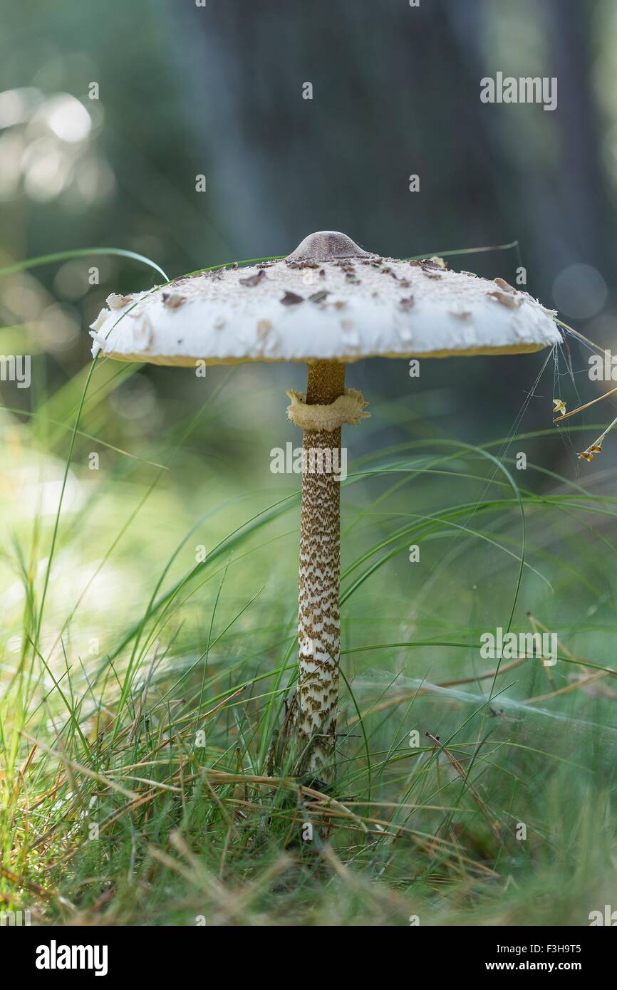 Close up of tall white mushroom in grass Stock Photo