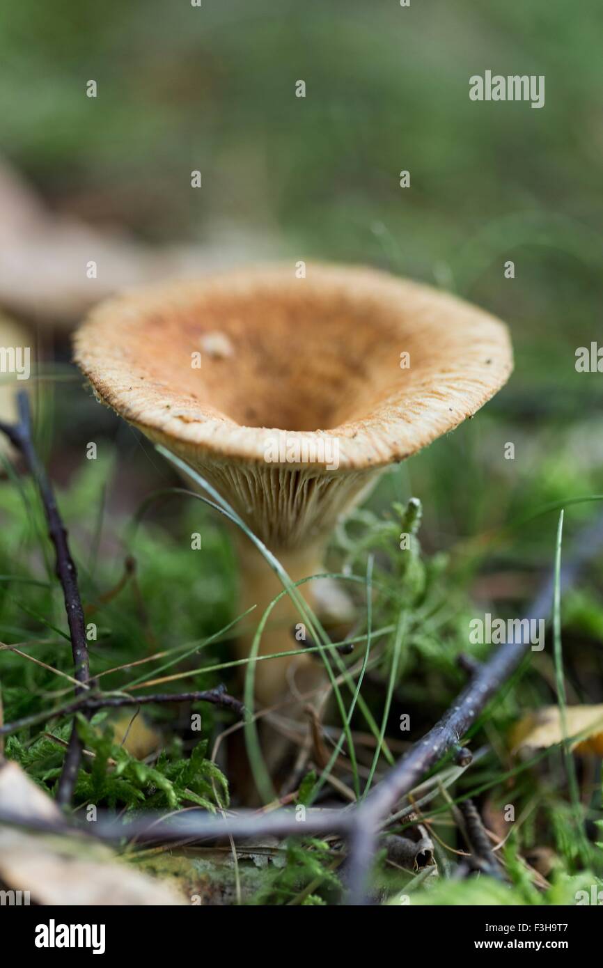 Close up of funnel shaped mushroom in grass Stock Photo