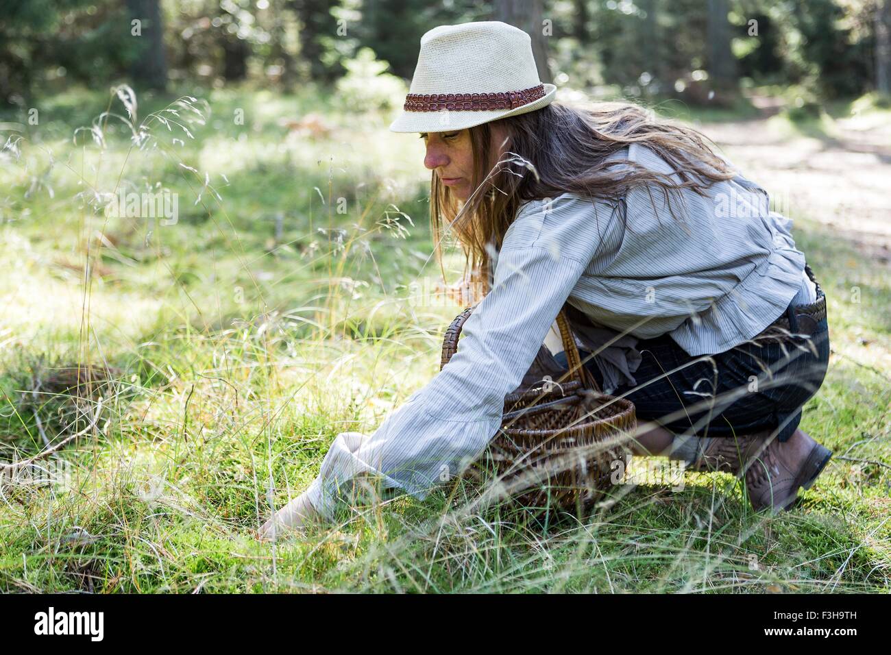 Mature woman foraging for mushrooms in forest Stock Photo