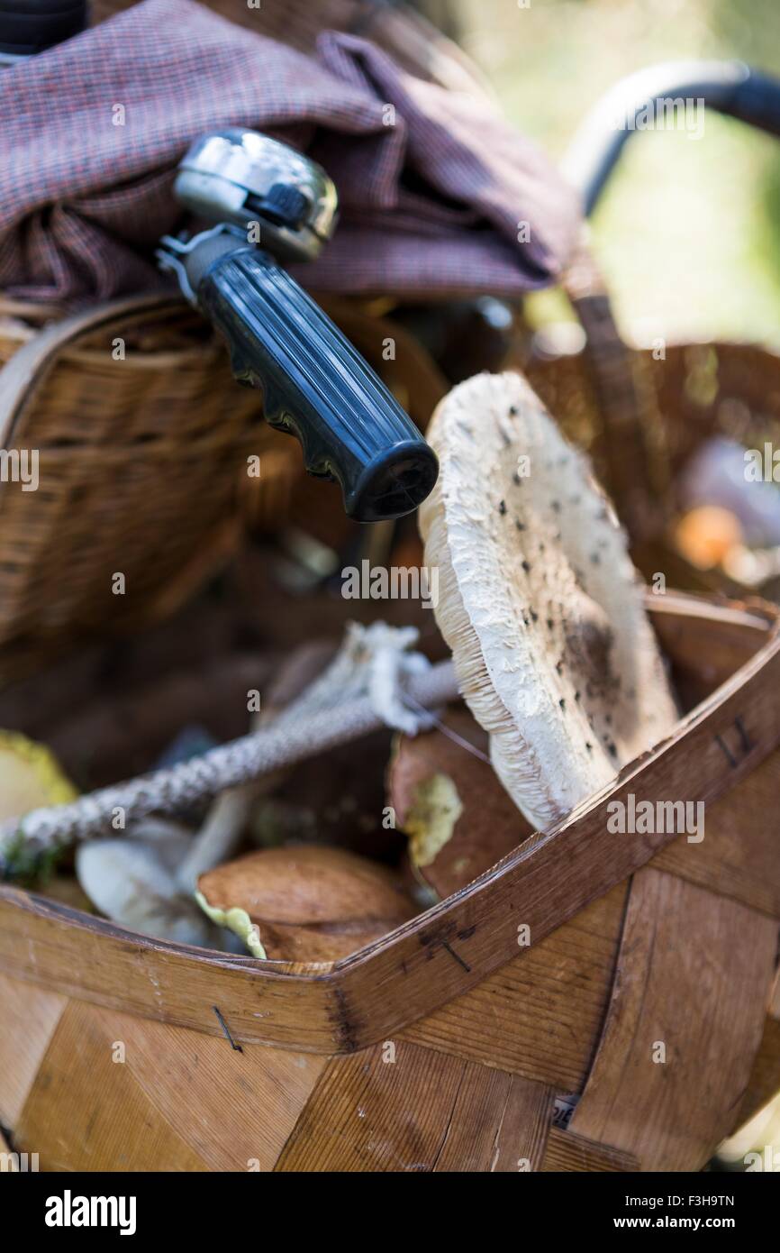Close up of bicycle handlebar basket with foraged mushrooms Stock Photo