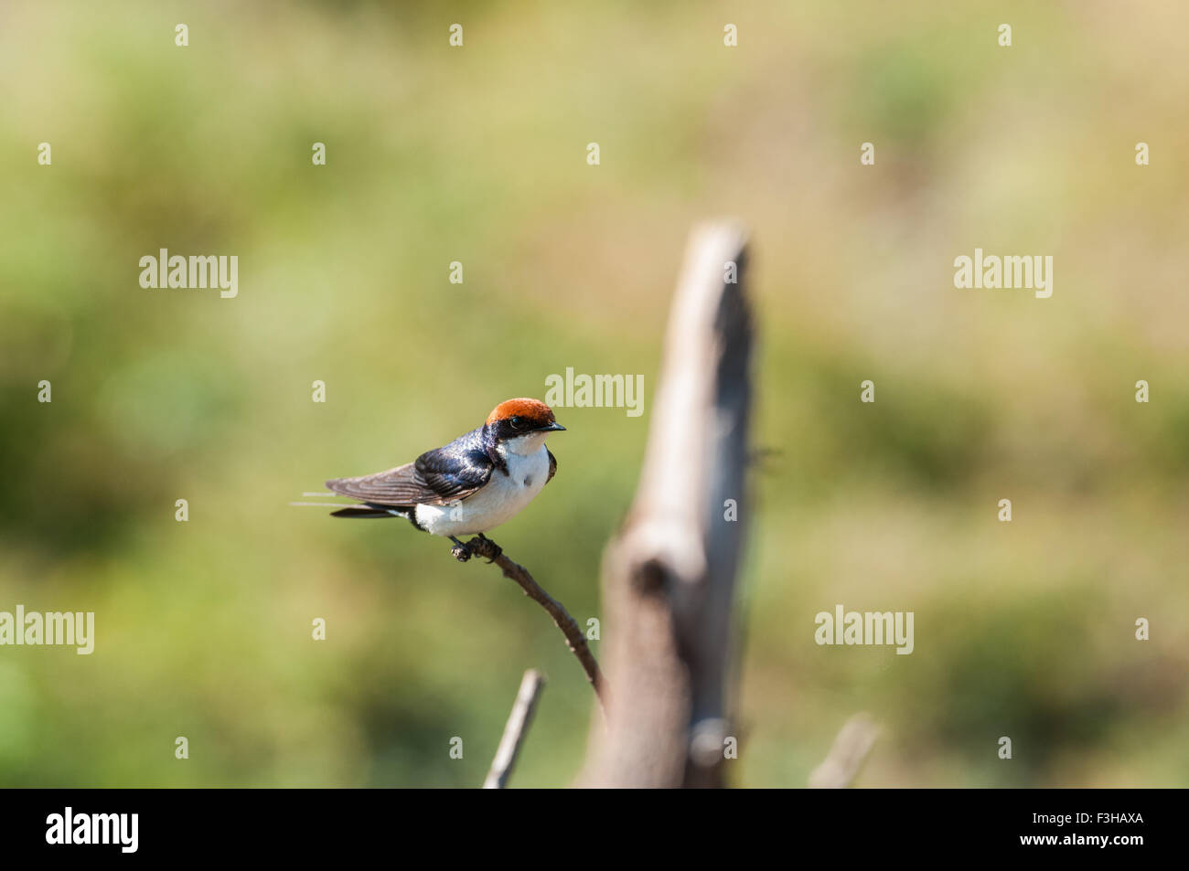 Wire-tailed swallow perched on a thin branch Stock Photo