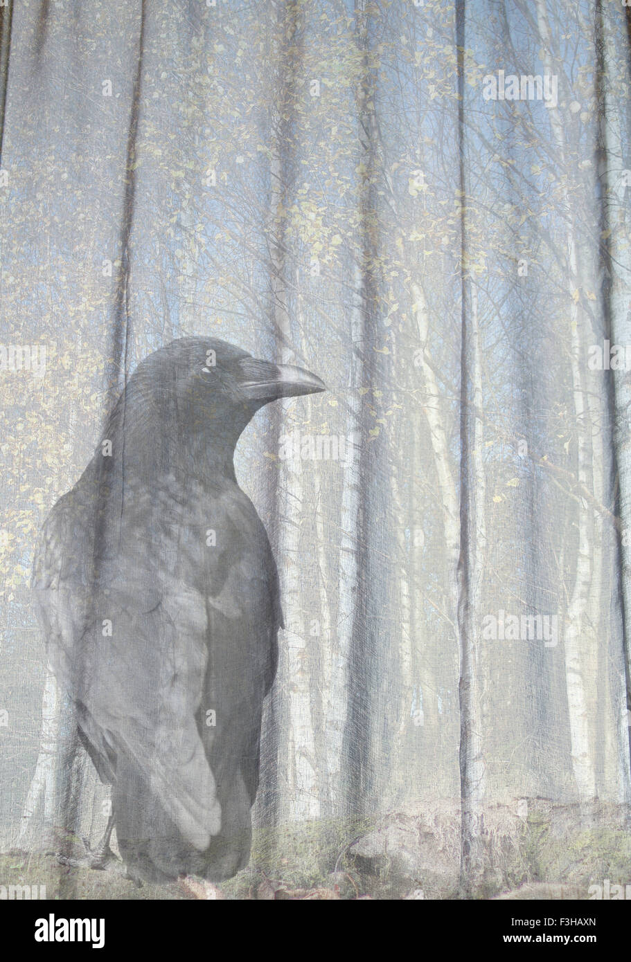 Crow in woods montage Stock Photo