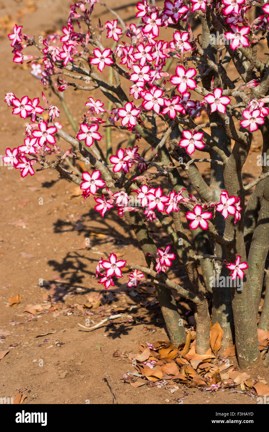 An impala lily plant flowering in the Kruger National Park Stock Photo