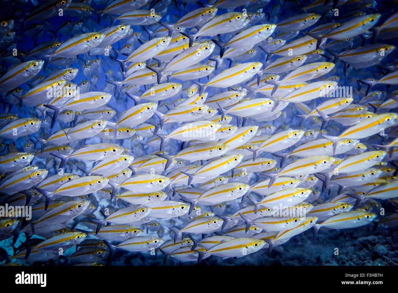 Underwater view of school of double-lined fusileers (pterocaesio digramma), Lombok, Indonesia Stock Photo