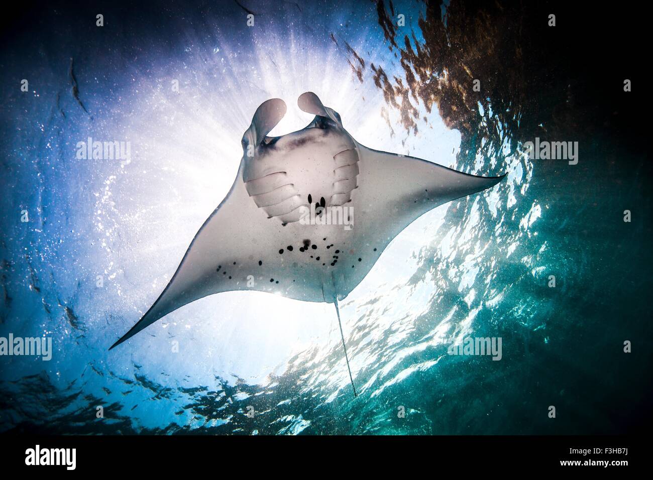 Underwater low angle view of Manta Ray (manta alfredi) feeding at ocean surface, Bali, Indonesia Stock Photo