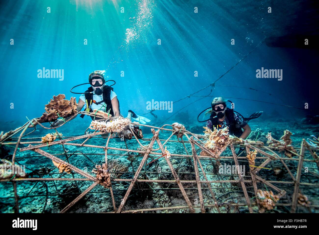 Underwater view of female divers fixing a seacrete on seabed, (artificial steel reef with electric current), Lombok, Indonesia Stock Photo