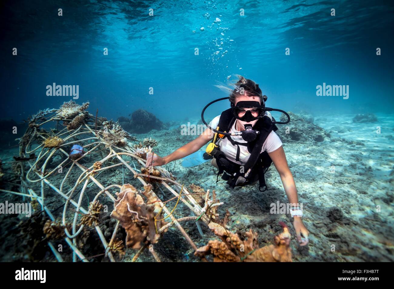 Underwater view of female diver fixing a seacrete on seabed, (artificial steel reef with electric current), Lombok, Indonesia Stock Photo
