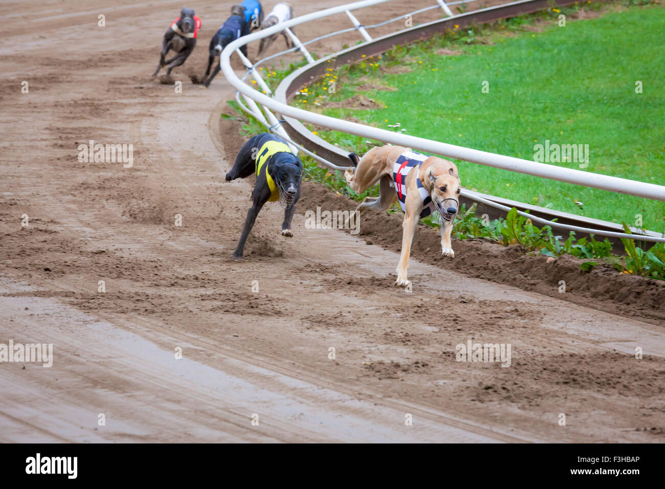 Greyhound dogs racing Stock Photo