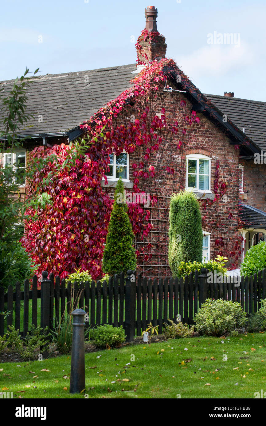 House covered in Lush vine with large leaves and purplish new growth; Plant wall of red Ivy in