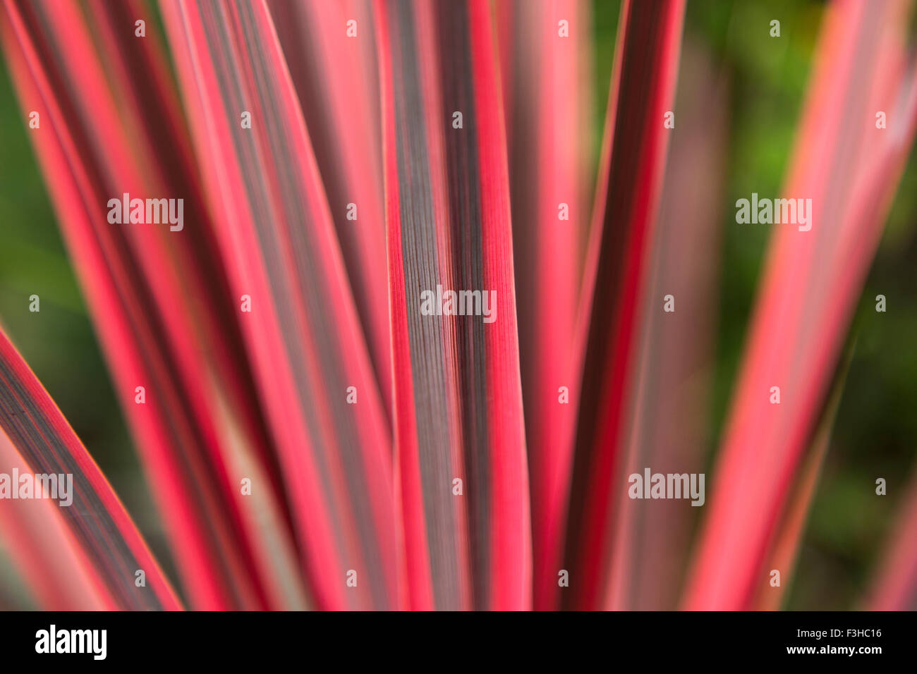 Cordyline australis 'Pink Passion' Cabbage Palm closeup of leaves Stock Photo