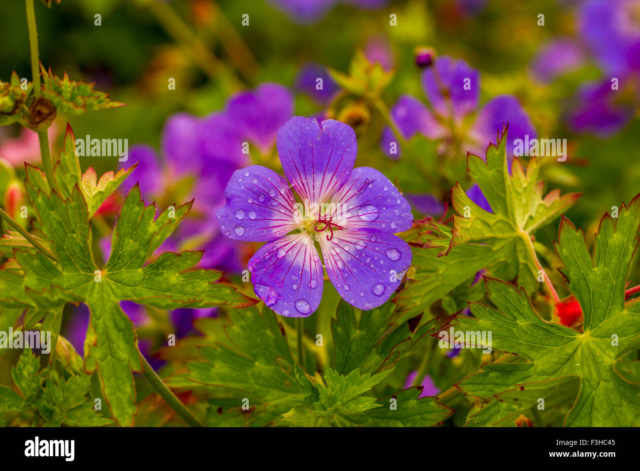 geranium sylvaticum Stock Photo