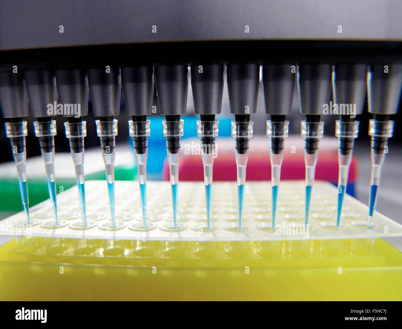 Pipetting samples into multi-well dish in laboratory Stock Photo