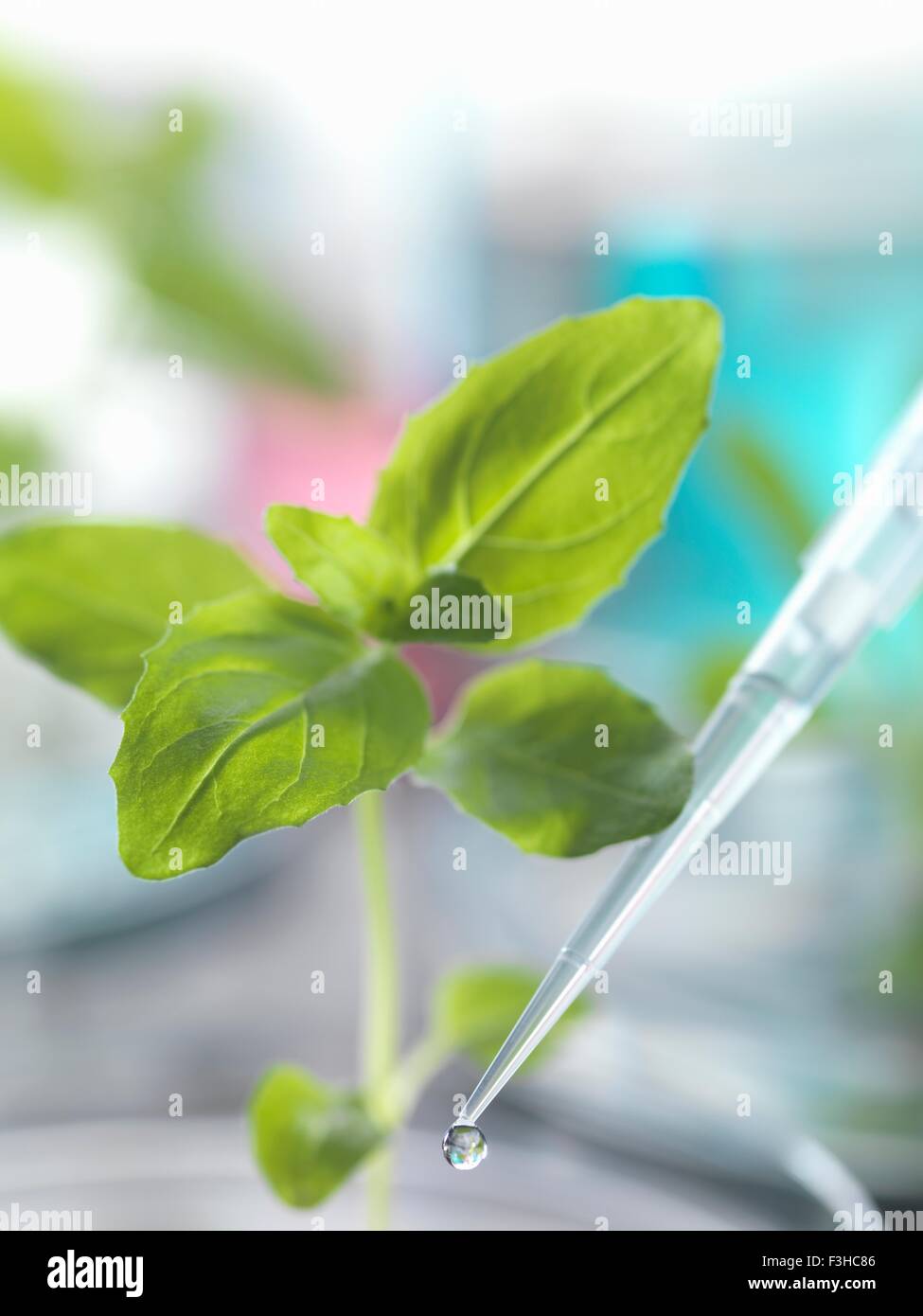 Pipette dropping test sample onto seedling in petri dish Stock Photo