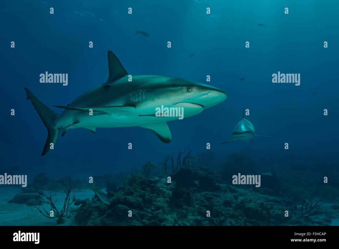 Underwater view of reef shark swimming, Tiger Beach, Bahamas Stock ...