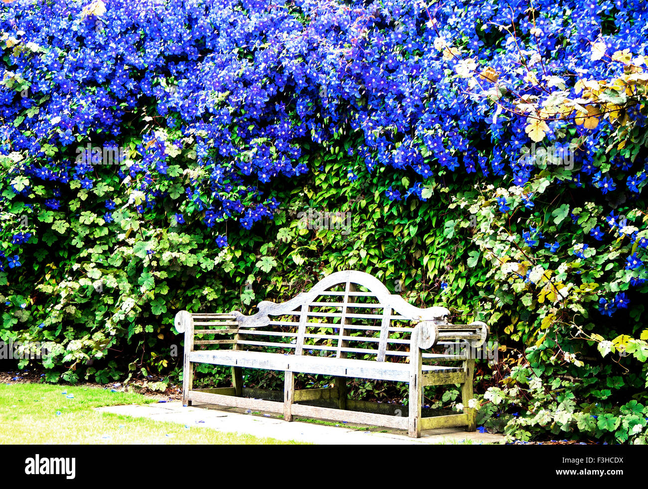 Bench in a prominent Garden with Clematis Stock Photo