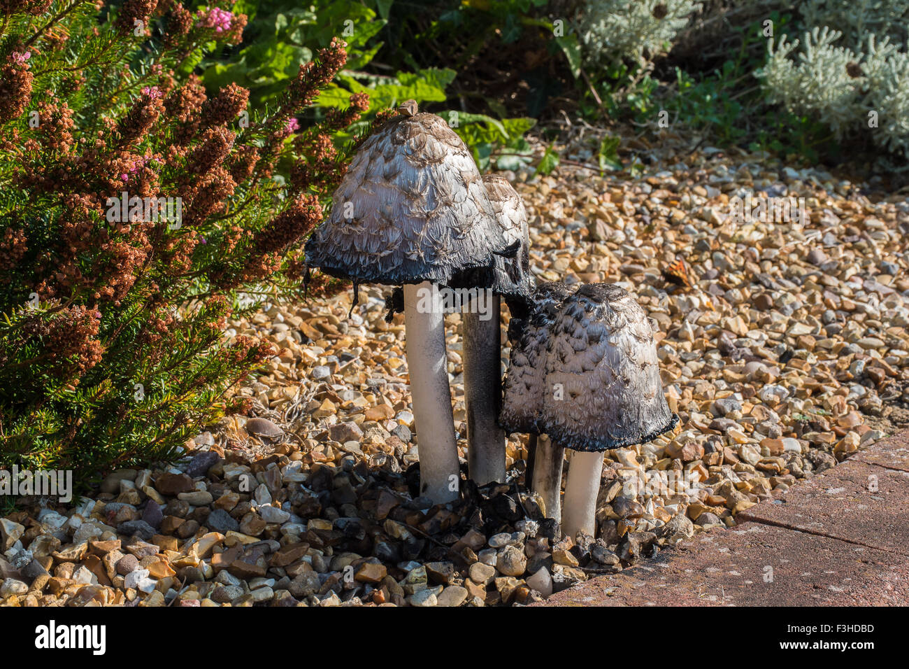 Shaggy Ink Caps Mushrooms growing in a Garden Stock Photo