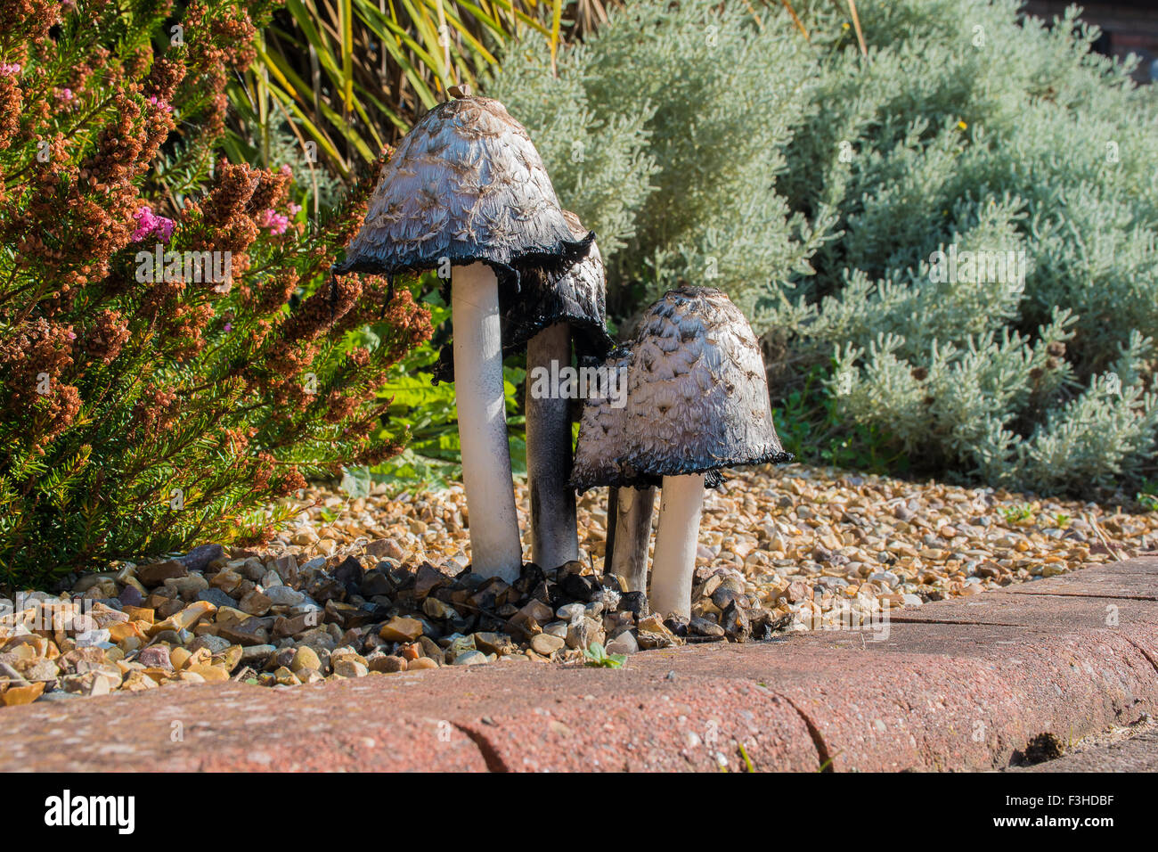 shaggy Ink Caps Mushrooms growing in a Garden Stock Photo