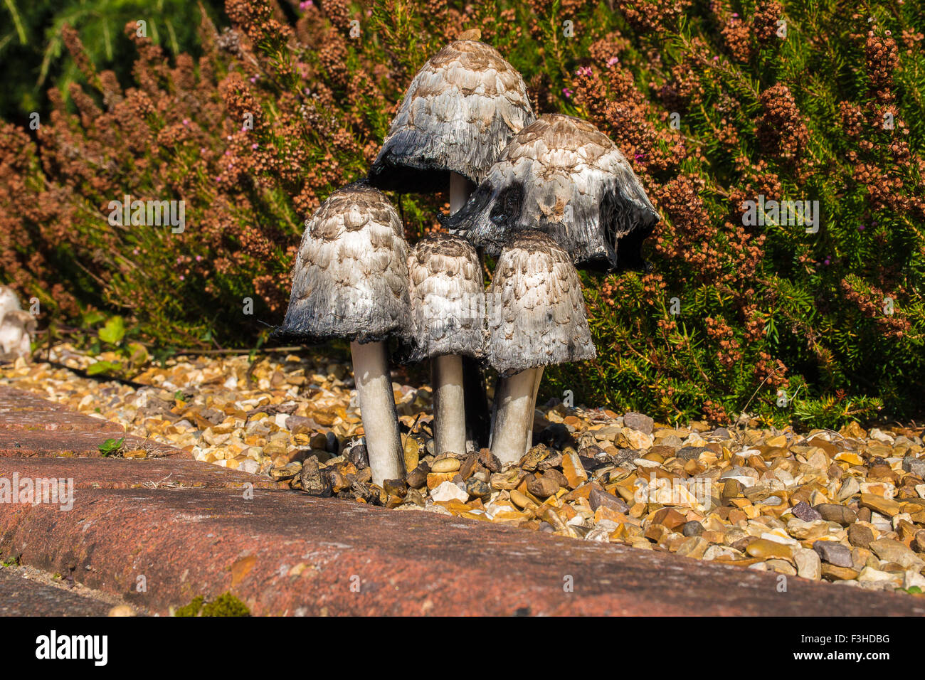 shaggy Ink Caps Mushrooms growing in a Garden Stock Photo