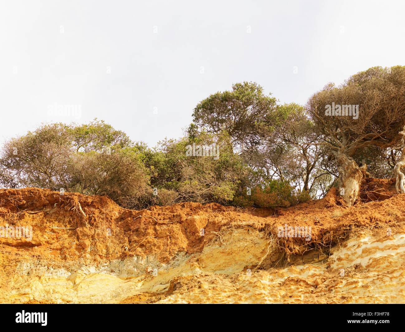 Eroded cliff and trees, Point Addis National Park, Anglesea, Australia Stock Photo