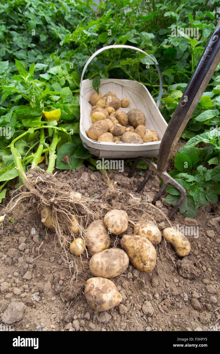 Harvesting home grown potatoes Stock Photo Alamy
