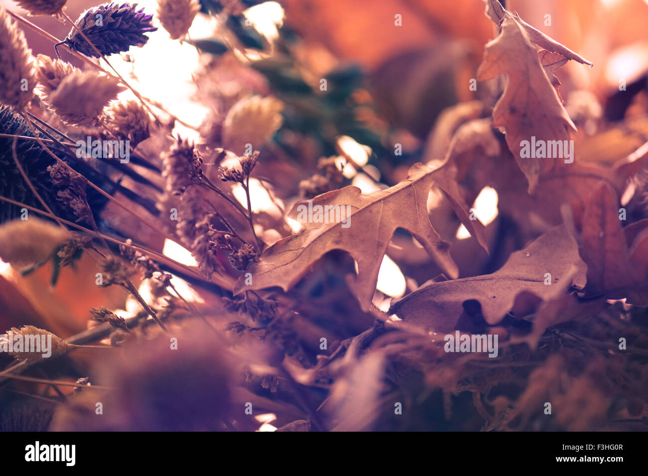 colorful flowers with purple background Stock Photo - Alamy