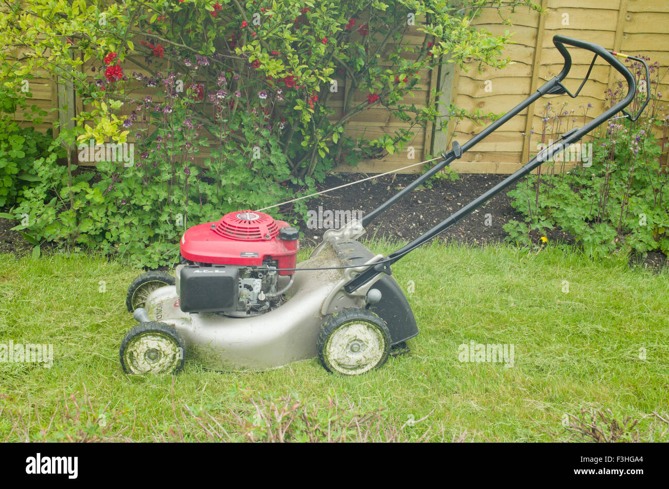 Petrol lawn mower Honda Stock Photo Alamy